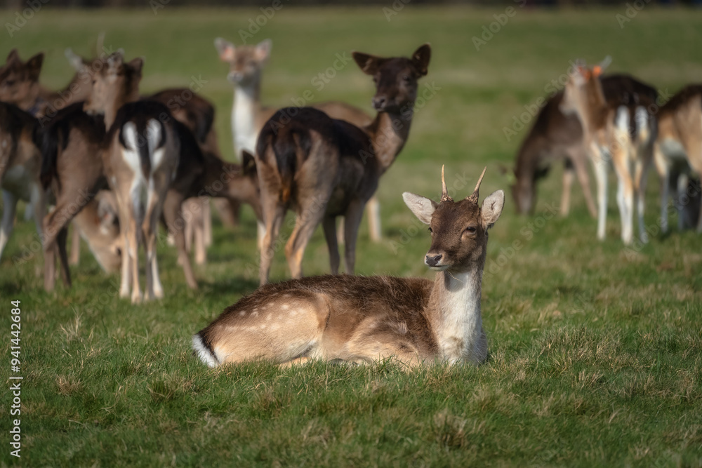 Young doe of Fallow Deer sitting on field and looking at camera with blurred head in the background in Pheonix Park, Dublin, Ireland Young doe of Fallow Deer sitting on field and looking at camera with blurred head in the background in Pheonix Park, Dublin, Ireland