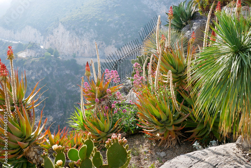 A exotic garden at Eze, France photo