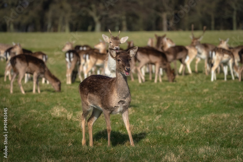 Young and surprised Fallow Deer standing on field and looking at camera with blurred head in the background in Pheonix Park, Dublin, Ireland