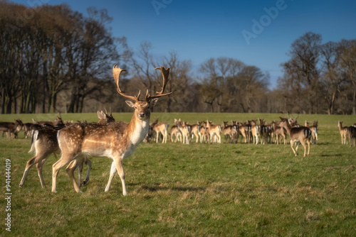 Beautiful Fallow Deer with large antlers, walking on the field and looking at camera with blurred head in background in Pheonix Park, Dublin, Ireland