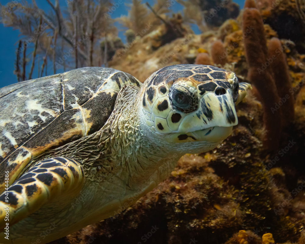 Fototapeta premium sea turtle close up