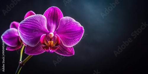 Close-up of a vibrant purple orchid flower on a dark background, orchid, exotic, tropical, plant, flower, bloom, vibrant