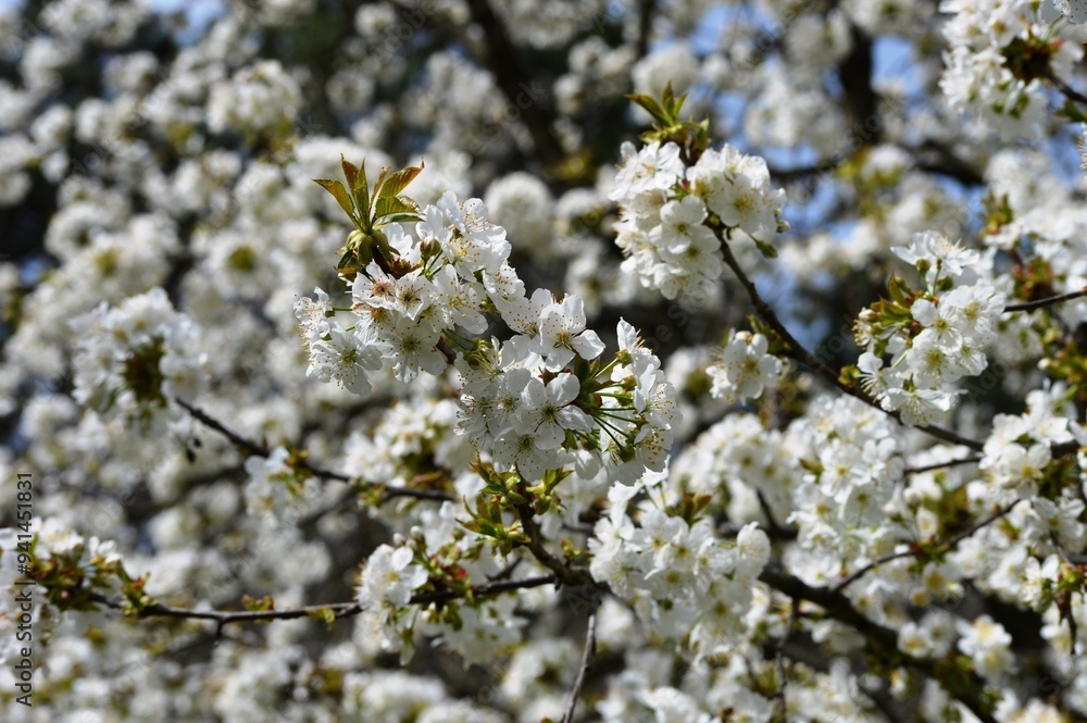 cherry blossom tree in spring