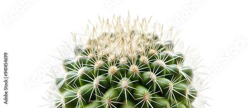 Close up of green cactus isolated on a white background 