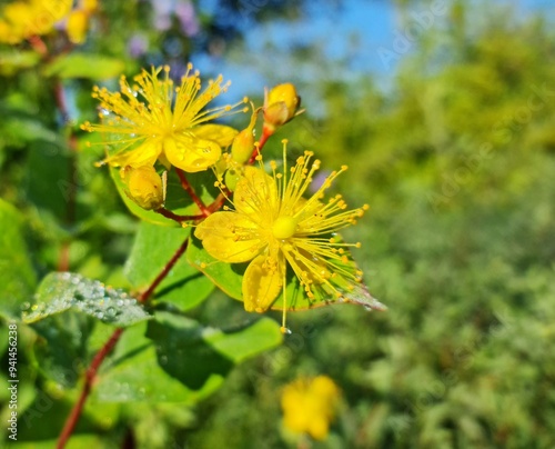 Raindrops on yellow flower Hypericum perforatum