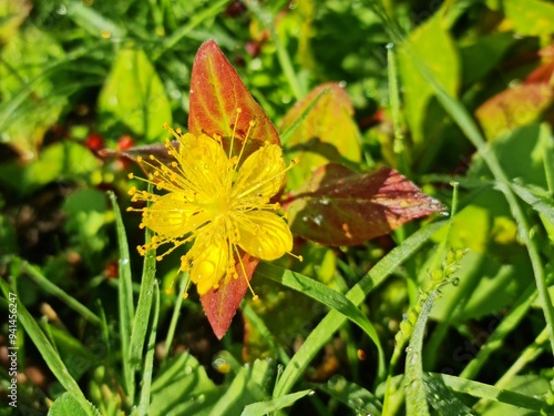 Yellow flower, Hypericum perforatum