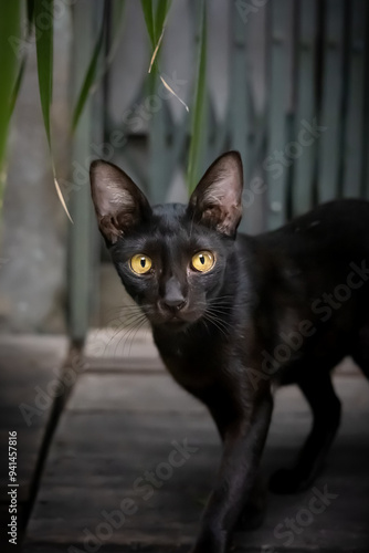 Wallpaper Mural Black cat.  A black cat looks intently at the camera while pacing forward. Torontodigital.ca