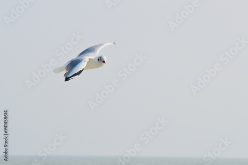 Flying seagull was looking for food in the sea.