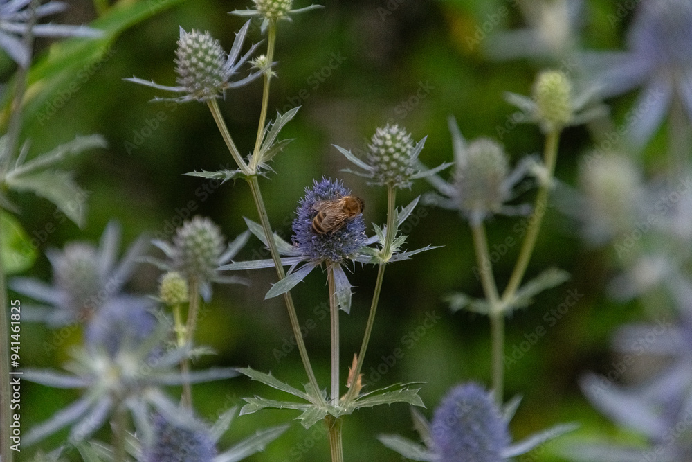 Bienen an den Blüten einer Kugeldistel