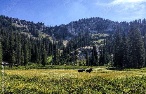 landscape with moose