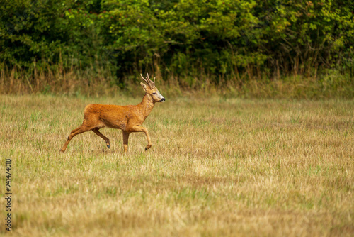 Roebuck in a field