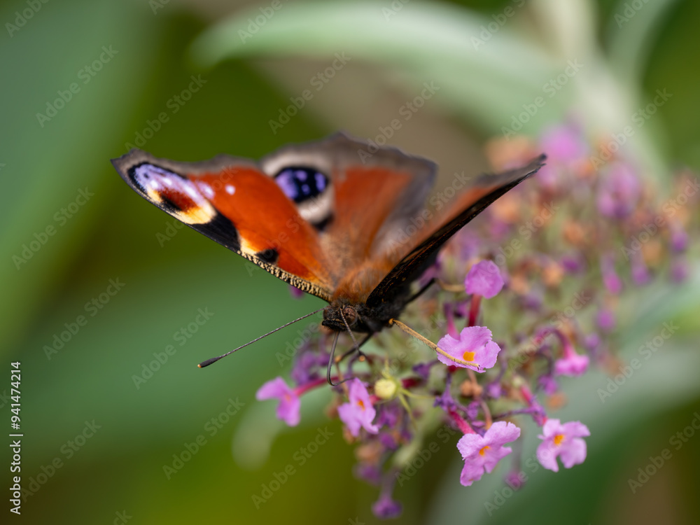 Obraz premium Schmetterling