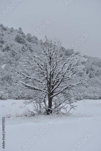 Snow Covered Trees in a Colorado Snow Storm