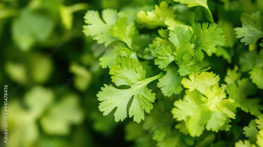 A bunch of fresh cilantro leaves in close-up, with bright green, delicate leaves bundled together at the base. Ideal for herb and fresh produce photography. A bunch of fresh cilantro leaves in close-up, with bright green, delicate leaves bundled together at the base. Ideal for herb and fresh produce photography.