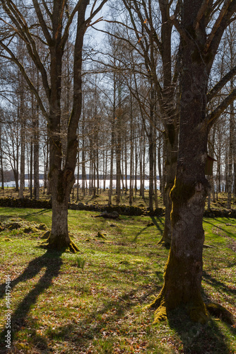 Old pasture by a lake photo