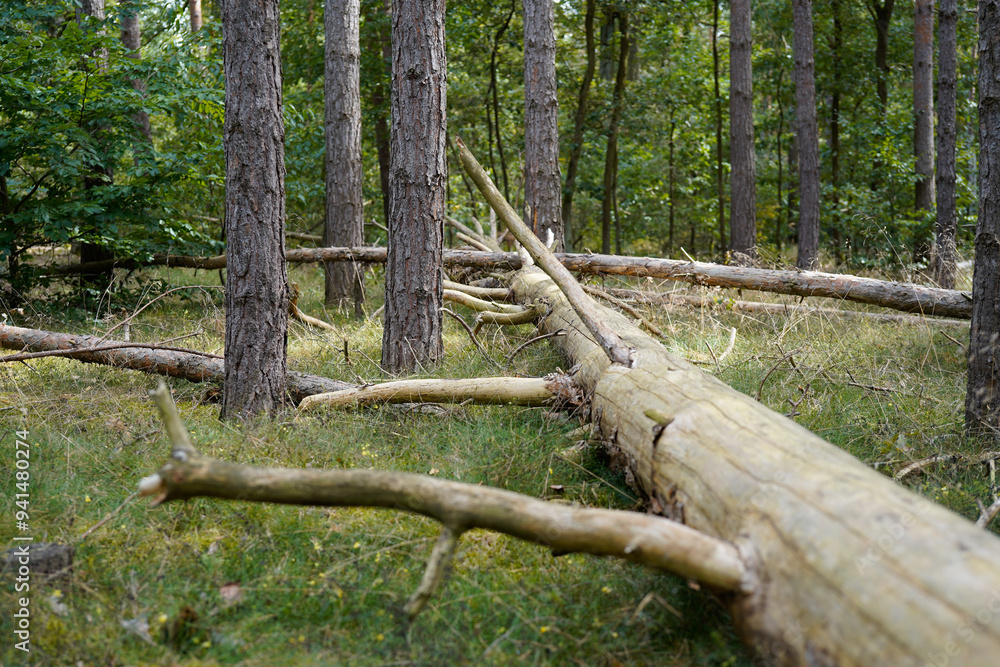 Fototapeta premium arrangement of dead wood in the forest