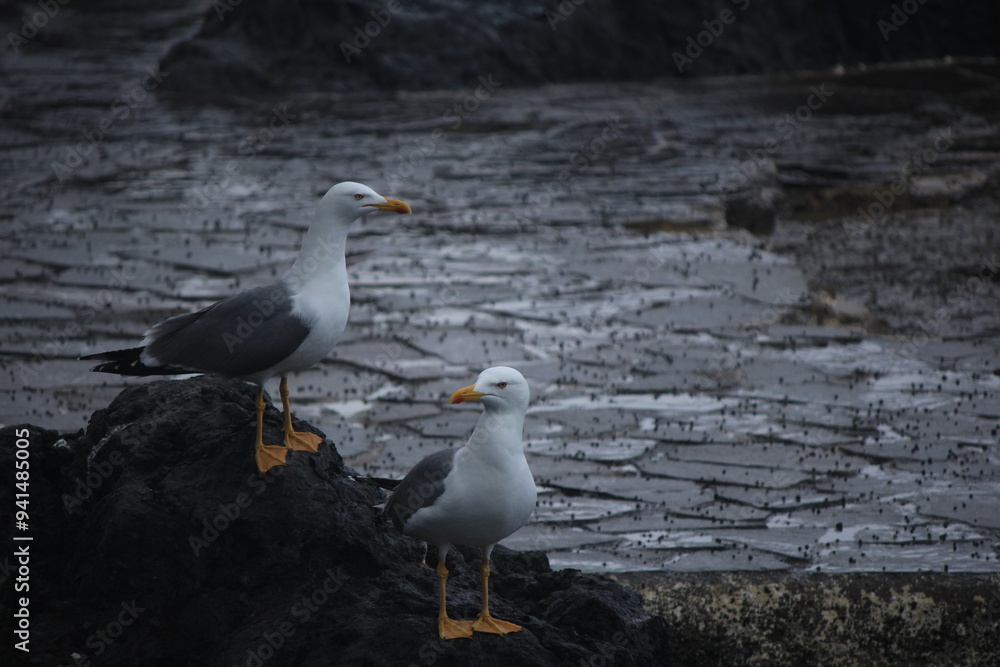 Obraz premium seagull on the beach