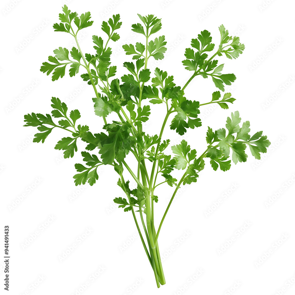 Chervil, Herb, Isolated on Transparent Background, Graphic Resource for Gourmet Advertising, Menu Design, Website Banners, Packaging, and Social Media Campaigns Chervil, Herb, Isolated on Transparent Background, Graphic Resource for Gourmet Advertising, Menu Design, Website Banners, Packaging, and Social Media Campaigns