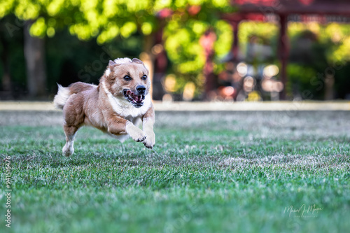 2024-06-24 A SMALL CORGI RUNNING ACROSS A GRASS FIELD WITH THREE LEGS OFF THE GROUND WITH BRIGHT EYES ON MERCER ISLAND WASHINGTON photo