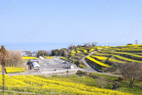 海沿いの菜の花畑