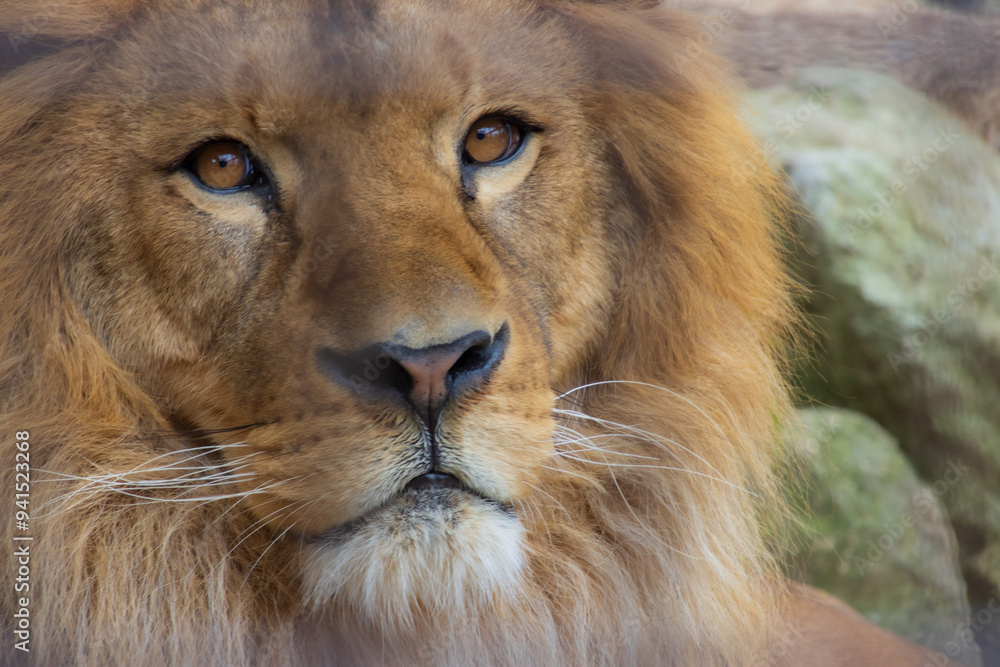 Fototapeta premium ライオンの顔