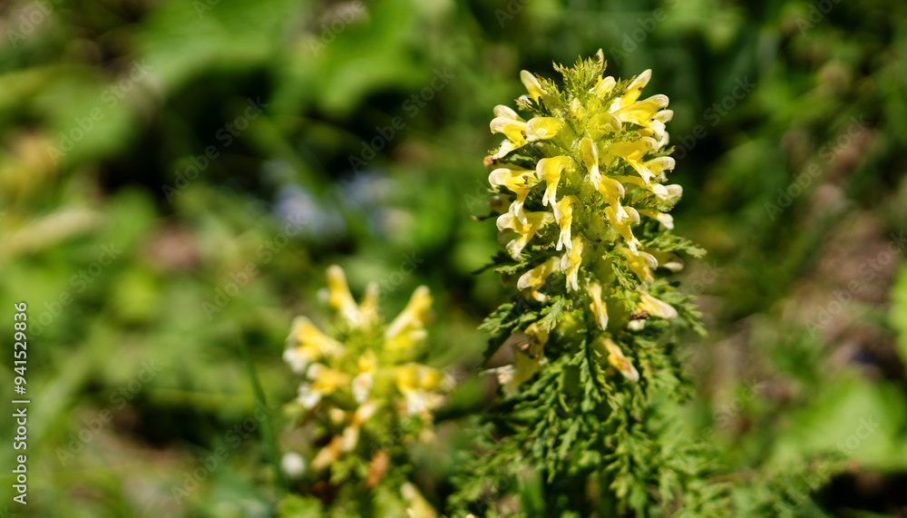 Yellow wildflower with multiple blooms in grassy area. Yellow wildflower with multiple blooms in grassy area.