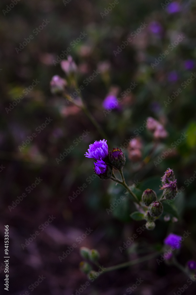 Ageratum conyzoides is an invasive weed in many regions. It is an herb that is 0.5–1 m. high, with ovate leaves 2–6 cm long, and flowers are white to mauve. The plant is growth in dirty areas. Ageratum conyzoides is an invasive weed in many regions. It is an herb that is 0.5–1 m. high, with ovate leaves 2–6 cm long, and flowers are white to mauve. The plant is growth in dirty areas.