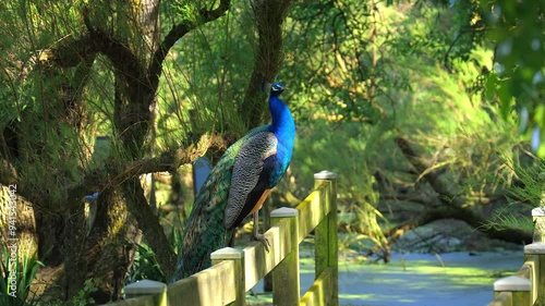 Indian peacock perched on a wooden bridge in Le Marais aux Oiseaux bird park, France