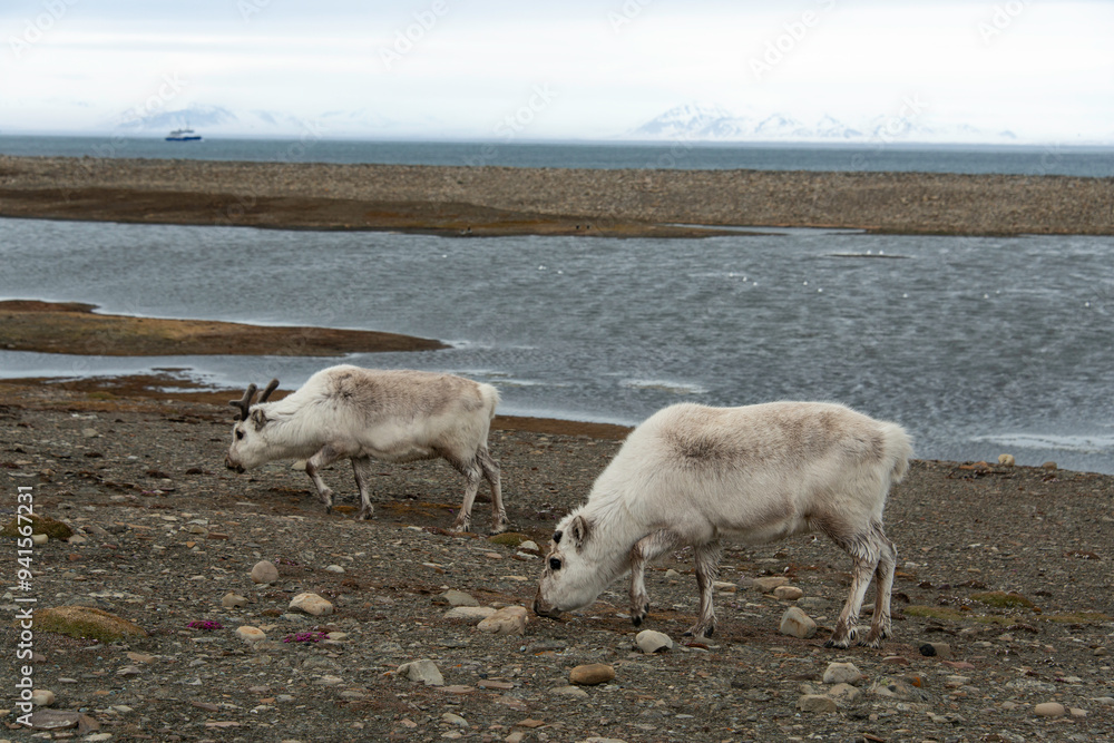 Obraz premium Renne du Spitzberg, Renne de Svalbard, Rangifer tarandus platyrhynchus, Spitzberg, Svalbard, Norvège