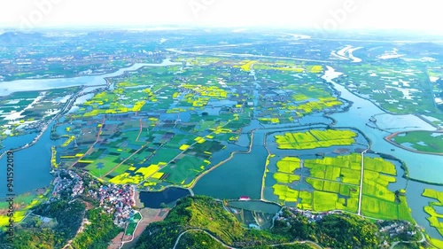 4K aerial photography of rapeseed fields in Nanling, Wuhu photo