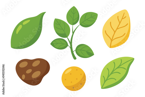 Patato with Leaves set isolated flat vector illustration on white background