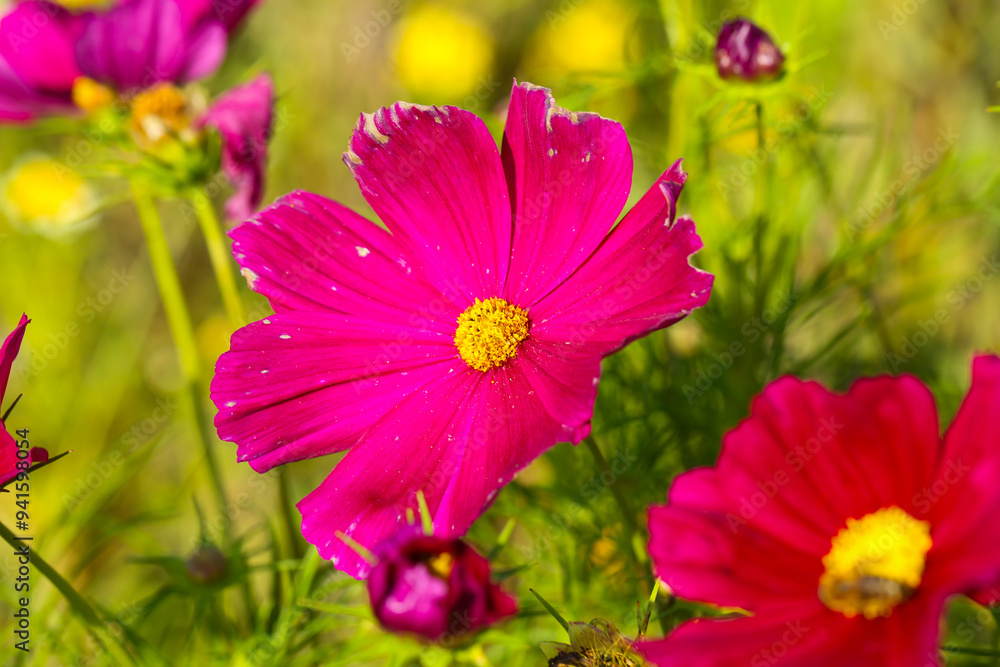 Obraz premium cosmos bpinnatus aseraceae in the field, sunny day