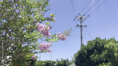 tree in spring okinawa Fixed point