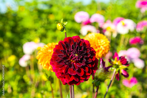 Dahlias, pick-your-own flowers, pick-your-own flower field for a fee