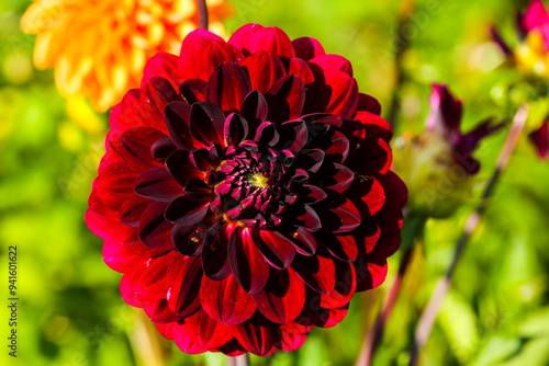 red dahlia in the field, dahlias belong to the daisy family (Asteraceae). red