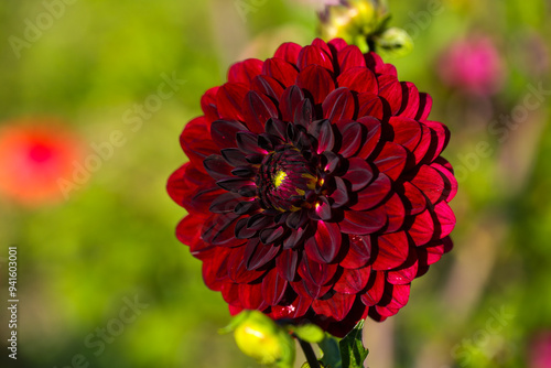 red dahlia in the field, dahlias belong to the daisy family (Asteraceae). red