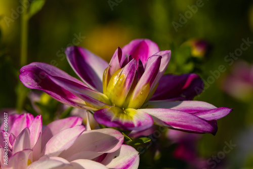 pink dahlia in the field, dahlias belong to the daisy family (Asteraceae). red