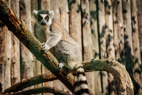 A ring tailed lemur with striking yellow eyes sits on a tree branch, gazing into the distance. The animals fur contrasts with the wooden fence in the background, highlighting its natural beauty.