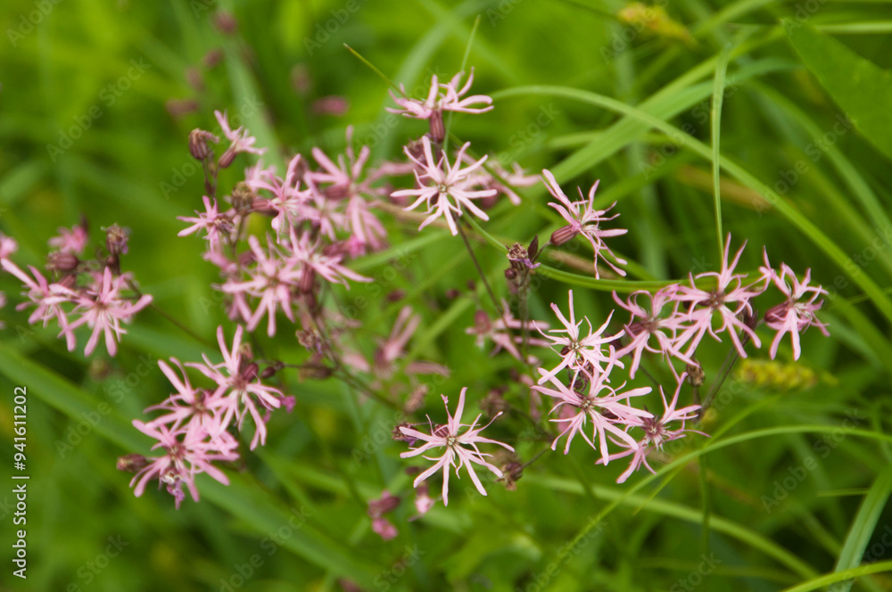 Silene nutans flowering in a meadow, close up Silene nutans flowering in a meadow, close up