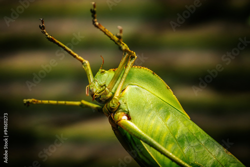 A detailed close up of a green katydid clinging to a branch, its vibrant green body blending seamlessly with the surrounding leaves. The image highlights the insects leaf like wings photo