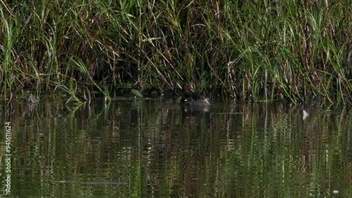 カイツブリの親子