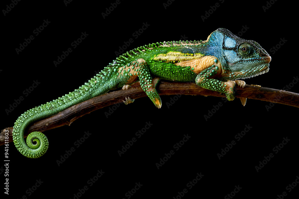 Fototapeta premium Knysna dwarf chameleon (Bradypodion damaranum)