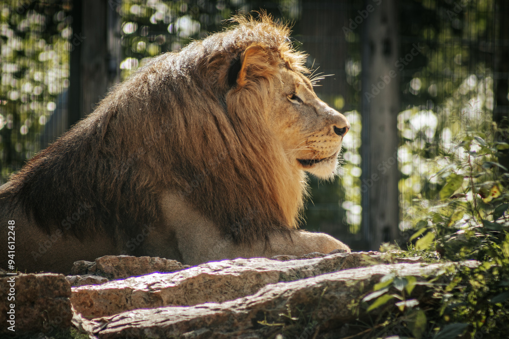 Naklejka premium A majestic lion with a thick mane walks confidently through its territory, exuding strength and dominance. The intense gaze and forward posture of the lion emphasize its powerful presence