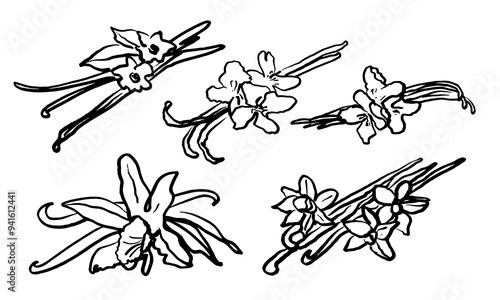 Isolated vector hand drawn set of vanilla. Vanilla sticks, vanilla flower and pods. Aroma, food. Hand drawn. Vector hand drawn illustration of orchid Flower and pods on isolated background. Sketch. 