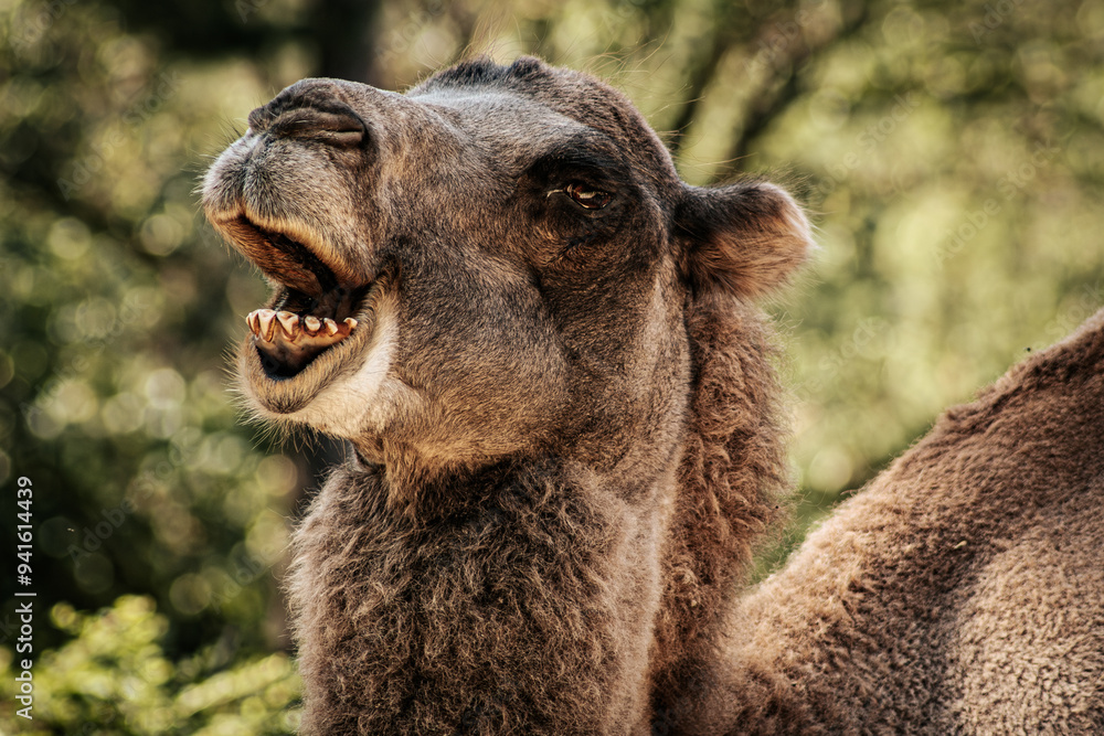 Obraz premium A close-up image of a camel with a humorous expression, showcasing its teeth in what appears to be a smile. The camel's fur is detailed, and the background is softly blurred
