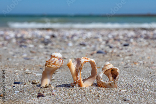 Closeup three shells of rapana venosa (rapa, sea snail, mollusc, conchifera) on beige sand on the beach. Shallow depth of focus. Blurred sea water horizon on the background. Fresh sunny summer mood. photo