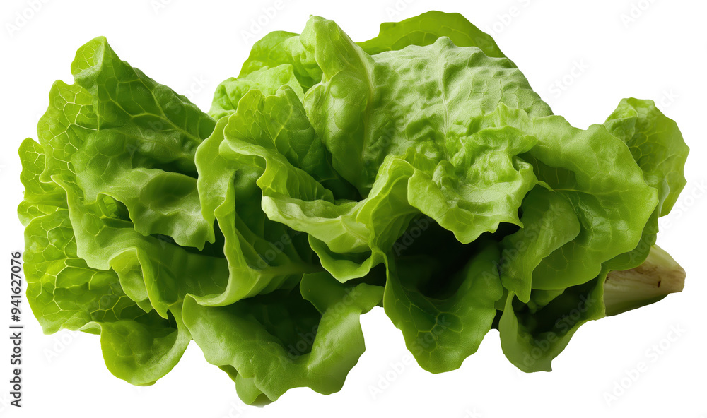 PNG Fresh green lettuce PNG Fresh green lettuce