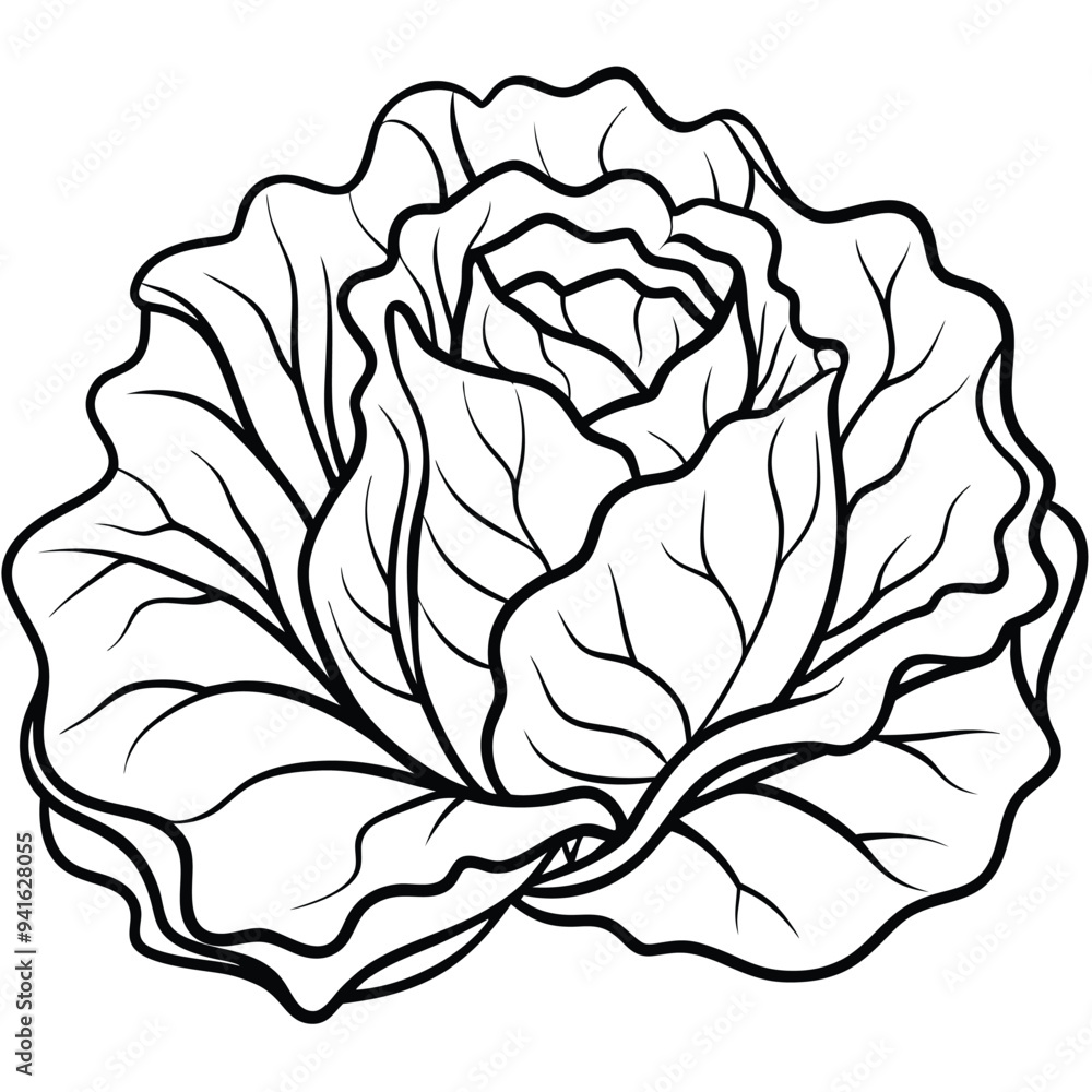 Obraz premium Minimalist Lettuce Vector on White Background – Cartoon Line Art