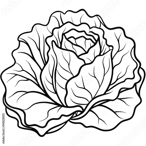 Minimalist Lettuce Vector on White Background – Cartoon Line Art