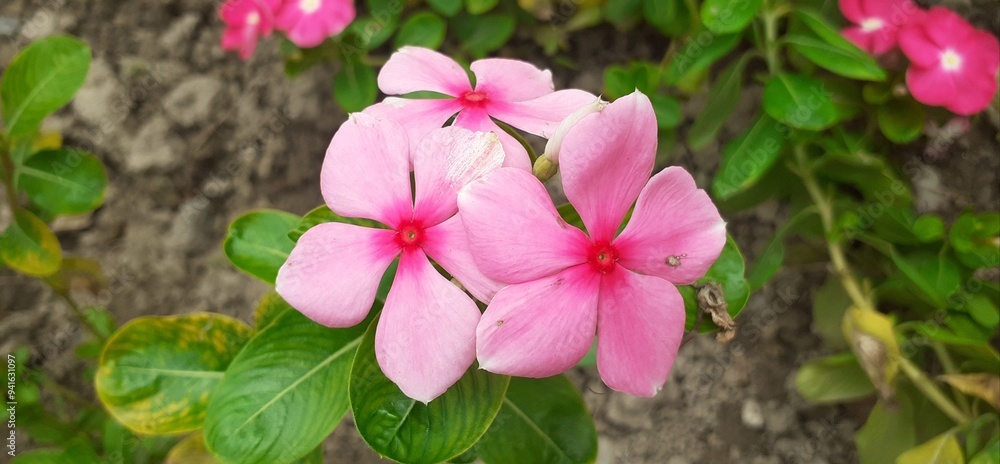 Light Pink Madagascar Periwinkle Flowers Full Blossom on Green Leaves Background Light Pink Madagascar Periwinkle Flowers Full Blossom on Green Leaves Background